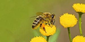 Treating Bee Stings