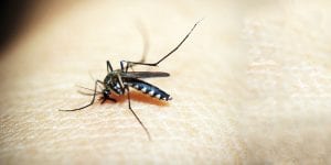 Treating Bug Bites