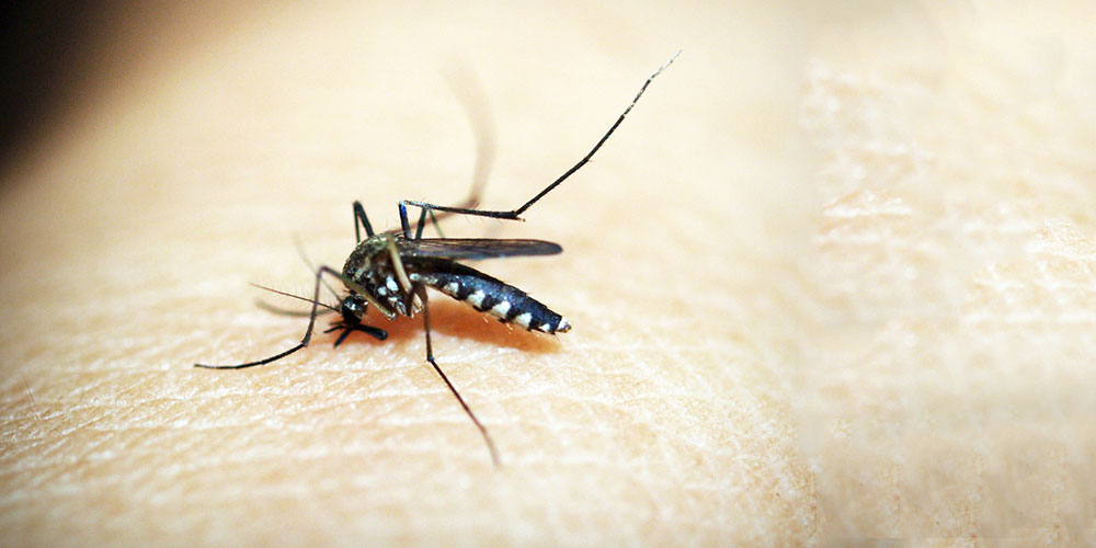 Treating Bug Bites